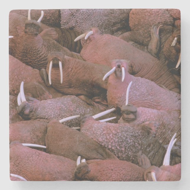 Nordamerika, USA, Alaska, Yukon Delta National Stenunderlägg (Framsidan)