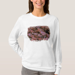 Nordamerika, USA, Alaska, Yukon Delta National Tee