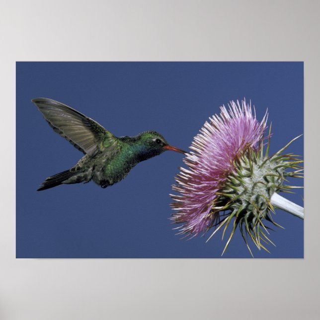 Nordamerika, USA, Arizona. Bred näbbad Poster (Framsidan)