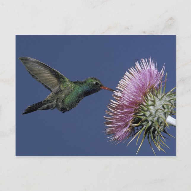 Nordamerika, USA, Arizona. Bred näbbad Vykort (Framsida)