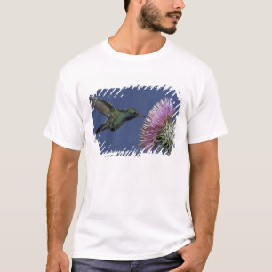 Nordamerika, USA, Arizona. Brednäbbad Tee