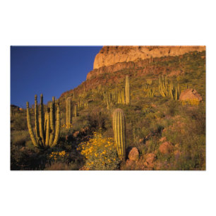 Nordamerika, USA, Arizona, Organ Pipe Cactus 2 Fototryck