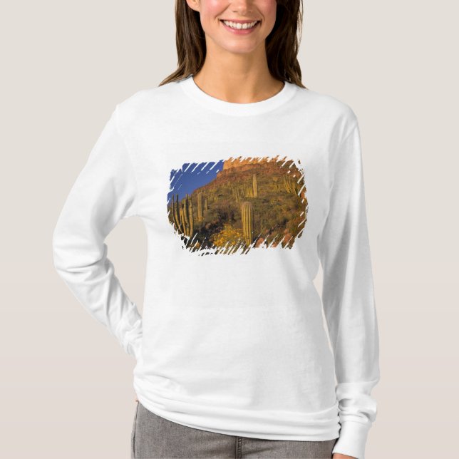 Nordamerika, USA, Arizona, Organ Pipe Cactus 2 T-shirt (Framsida)