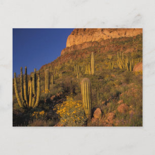 Nordamerika, USA, Arizona, Organ Pipe Cactus 2 Vykort