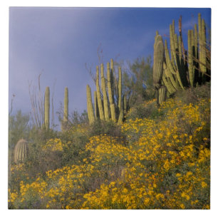 Nordamerika, USA, Arizona, Organ Pipe Cactus Kakelplatta
