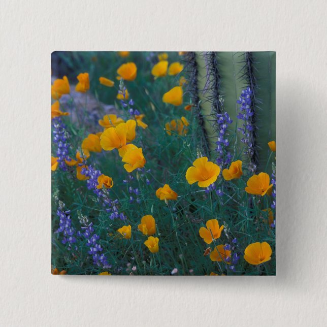 Nordamerika, USA, Arizona, Organ Pipe Cactus Knapp (Framsida)