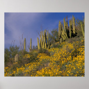 Nordamerika, USA, Arizona, Organ Pipe Cactus Poster