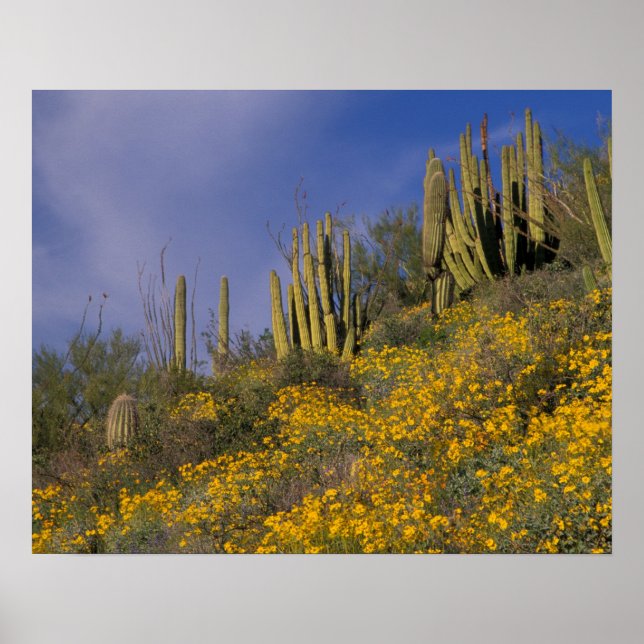 Nordamerika, USA, Arizona, Organ Pipe Cactus Poster (Framsidan)