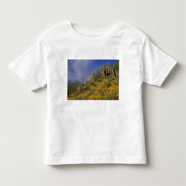 Nordamerika, USA, Arizona, Organ Pipe Cactus Tee (Framsida)