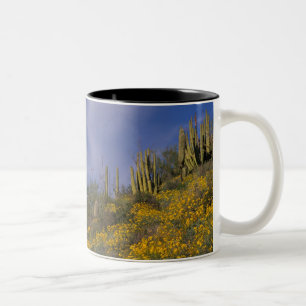 Nordamerika, USA, Arizona, Organ Pipe Cactus Två-Tonad Mugg