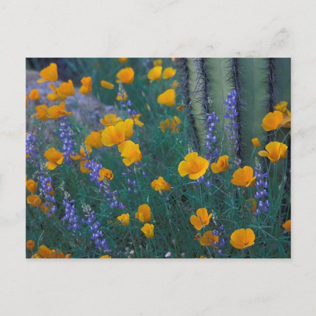 Nordamerika, USA, Arizona, Organ Pipe Cactus Vykort (Framsida)