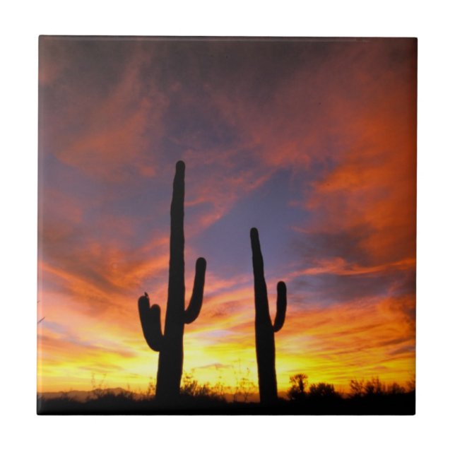 Nordamerika, USA, Arizona, Sonoran Desert Kakelplatta (Framsidan)