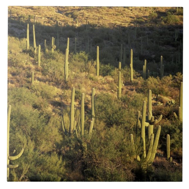 Nordamerika, USA, Arizona, Sonoran Desert Kakelplatta (Framsidan)