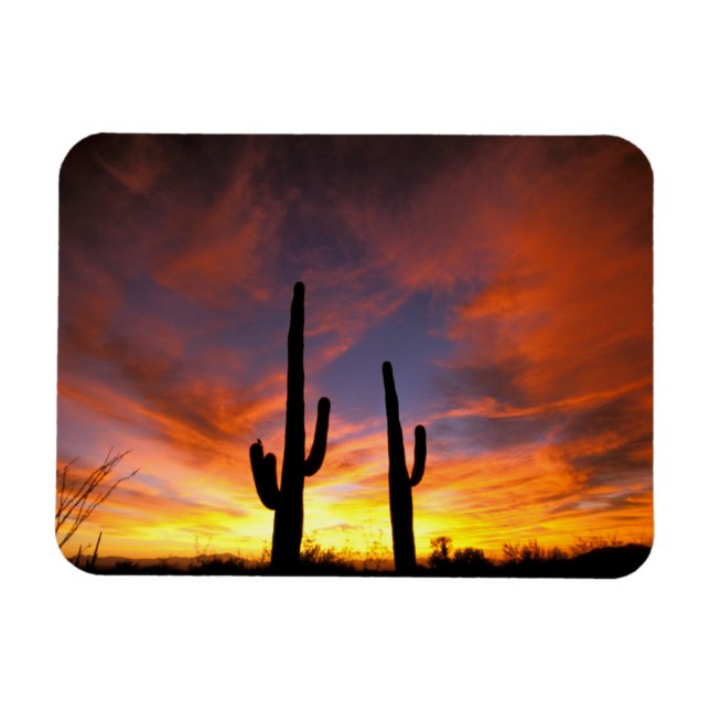 Nordamerika, USA, Arizona, Sonoran Desert. Magnet (Horisontell)