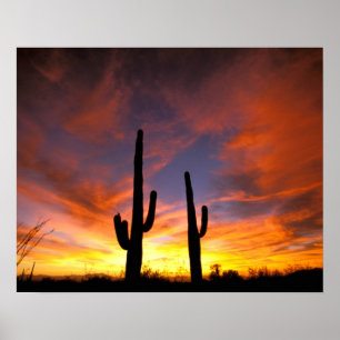 Nordamerika, USA, Arizona, Sonoran Desert. Poster