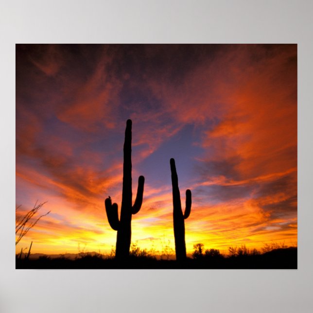 Nordamerika, USA, Arizona, Sonoran Desert. Poster (Framsidan)