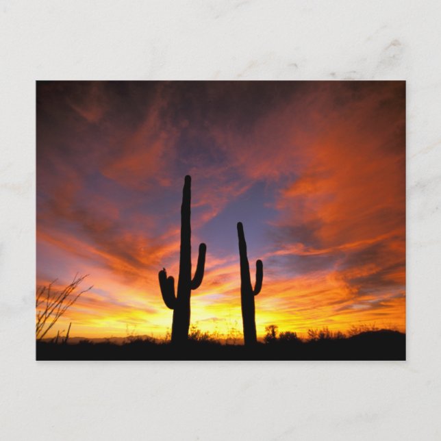 Nordamerika, USA, Arizona, Sonoran Desert. Vykort (Framsida)