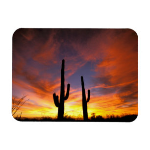 Nordamerika, USA, Arizona, Sonoraöknen. Magnet