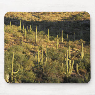 Nordamerika, USA, Arizona, Sonoraöknen Musmatta