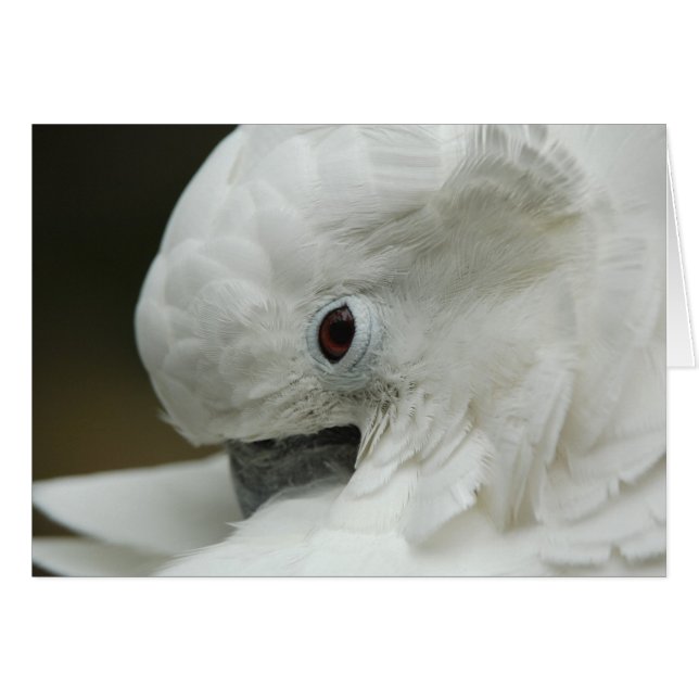 Nordamerika, USA, Florida, Saint Augustine Hälsningskort (Framsidan Horizontal)