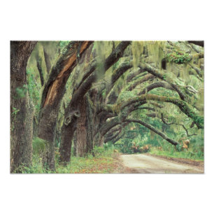 Nordamerika, USA, Georgien, Cumberland 2 Fototryck