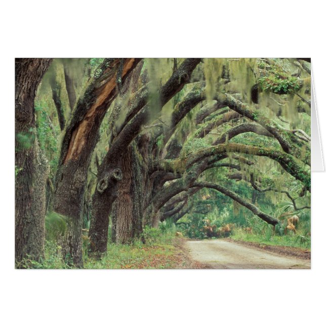 Nordamerika, USA, Georgien, Cumberland 2 Hälsningskort (Framsidan Horizontal)