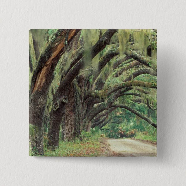 Nordamerika, USA, Georgien, Cumberland 2 Knapp (Framsida)