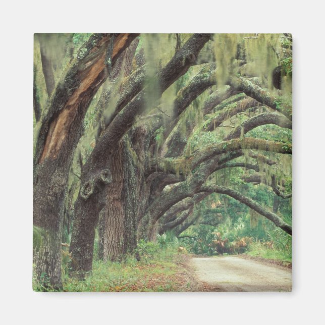 Nordamerika, USA, Georgien, Cumberland 2 Magnet (Framsidan)