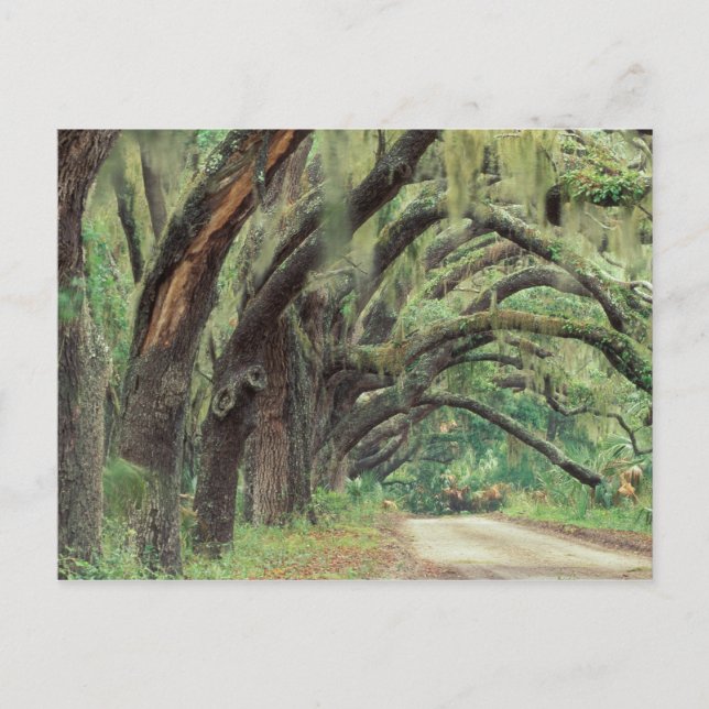 Nordamerika, USA, Georgien, Cumberland 2 Vykort (Framsida)