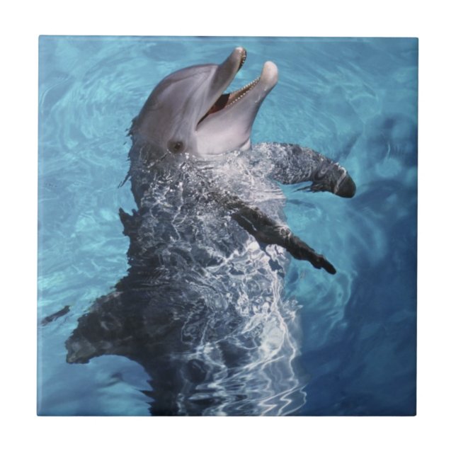 Nordamerika, USA, Hawaii. Delfin Kakelplatta (Framsidan)