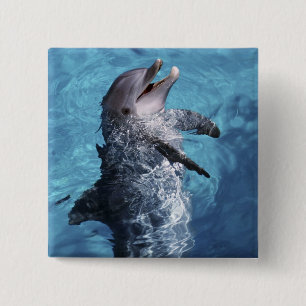 Nordamerika, USA, Hawaii. Delfin Knapp