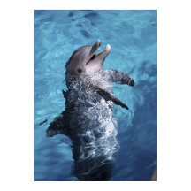 Nordamerika, USA, Hawaii. Delfin