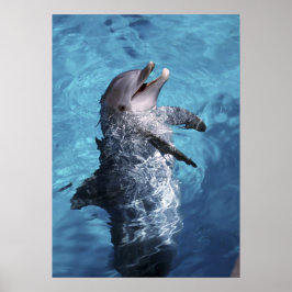 Nordamerika, USA, Hawaii. Delfin Poster