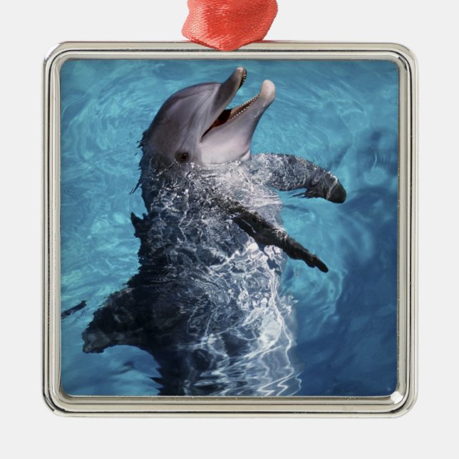 Nordamerika, USA, Hawaii. Dolphin Julgransprydnad Metall (Framsidan)