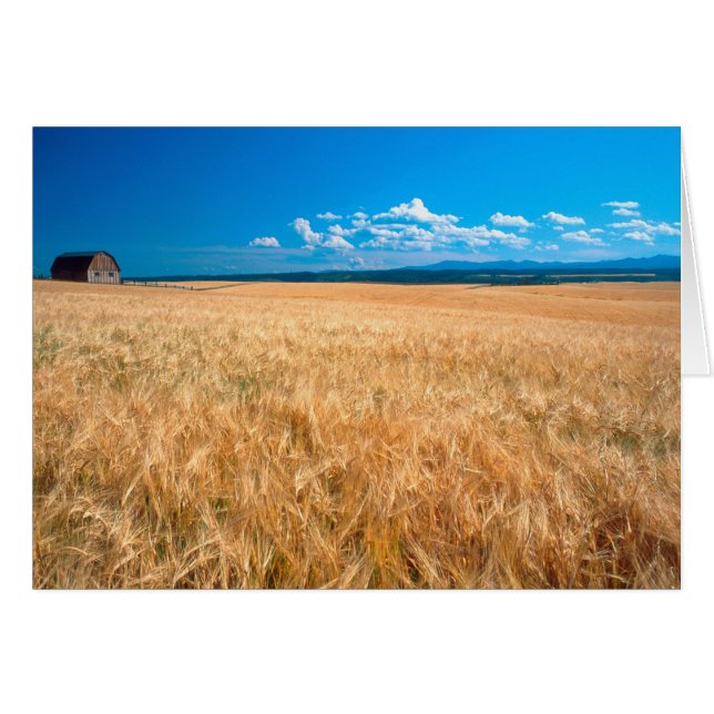 Nordamerika, USA, Idaho. Barley fält i Hälsningskort (Framsidan Horizontal)