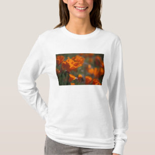 Nordamerika, USA, Kalifornien, Antelope Valley, Tee Shirt