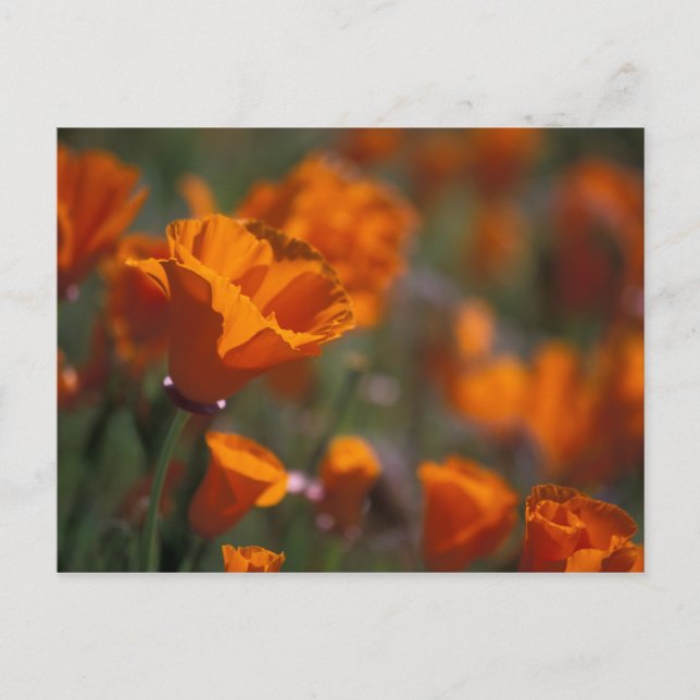 Nordamerika, USA, Kalifornien, Antelope Valley Vykort (Framsida)