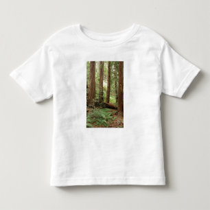 Nordamerika, USA, Kalifornien, Big Sur, T Shirt