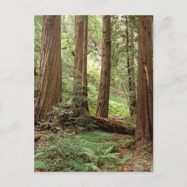 Nordamerika, USA, Kalifornien, Big Sur Vykort (Framsida)