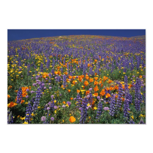 Nordamerika, USA, Kalifornien, Los Angeles 2 Fototryck (Framsidan)