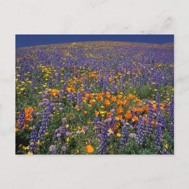 Nordamerika, USA, Kalifornien, Los Angeles 2 Vykort (Framsida)