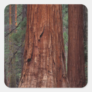 Nordamerika, USA, Kalifornien, Yosemite NP, 2 Fyrkantigt Klistermärke