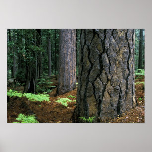 Nordamerika, USA, Kalifornien, Yosemite Poster
