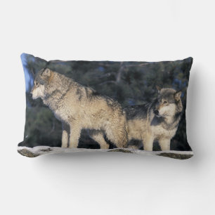 Nordamerika, USA, Minnesota. Varg Canis 2 Lumbarkudde