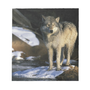 Nordamerika, USA, Minnesota. Varg (Canis Anteckningsblock