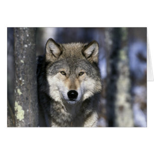 Nordamerika, USA, Minnesota. Varg Canis Hälsningskort