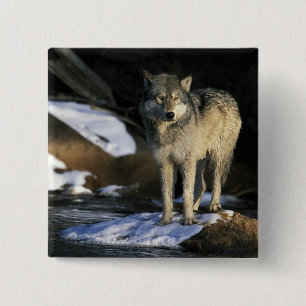 Nordamerika, USA, Minnesota. Varg (Canis Knapp