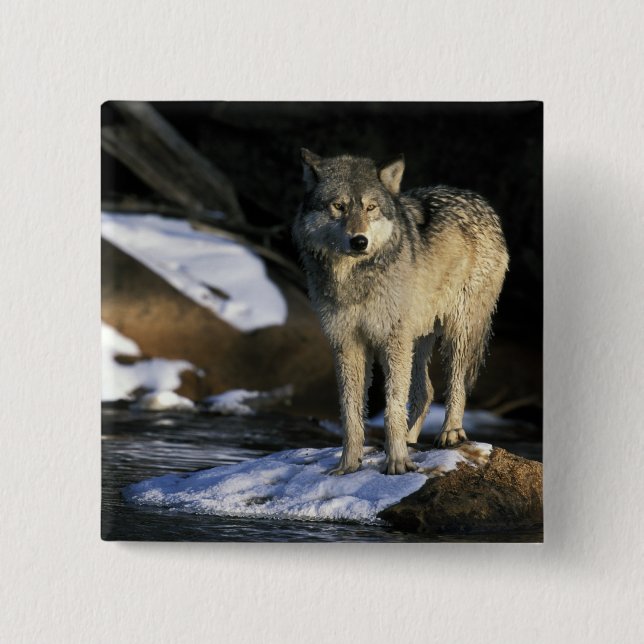 Nordamerika, USA, Minnesota. Varg (Canis) Knapp (Framsida)