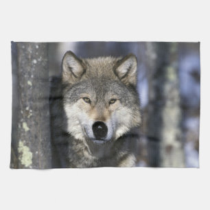 Nordamerika, USA, Minnesota. Varg Canis Kökshandduk