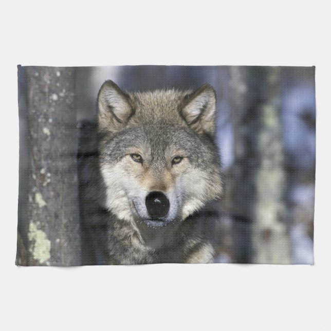 Nordamerika, USA, Minnesota. Varg Canis Kökshandduk (Horisontell)